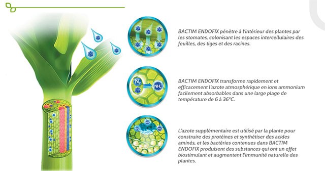 Bactim Endofix label 2