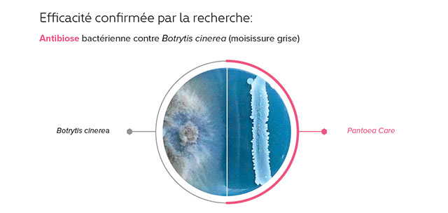 Bactim pantoea care label 4