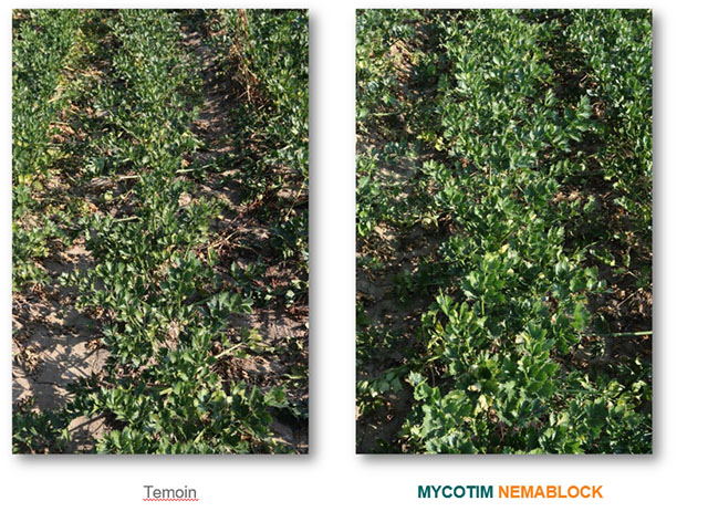 Mycotim Nemablock label 15